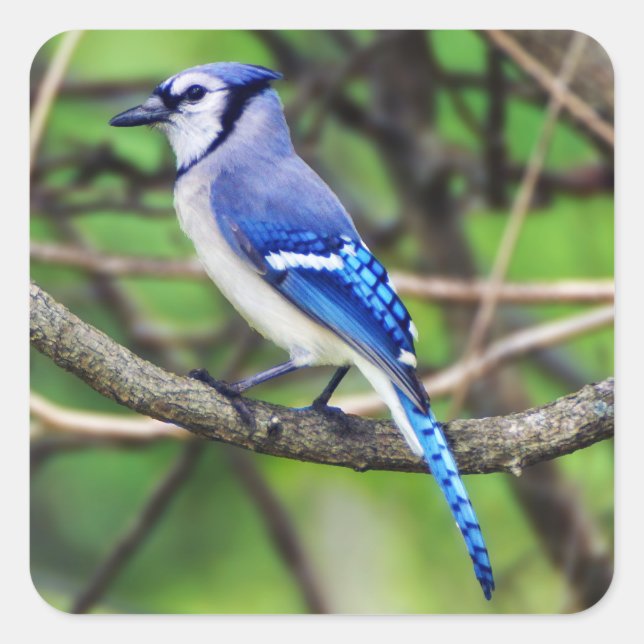 Adesivo Quadrado Blue Jay Sticker (Frente)