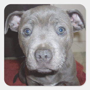 Adesivo Quadrado Blue Staffordshire Bull Terrier Puppy