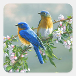 Adesivo Quadrado Bluebird. American Eastern Bluebird Sialia sialis