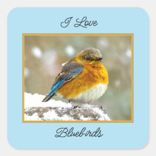 Adesivo Quadrado Bluebird oriental na neve - Foto original