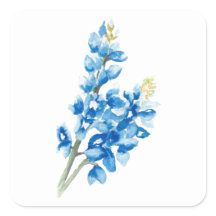Bluebonnet 4