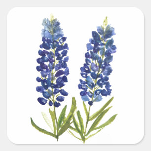 Adesivo Quadrado Bluebonnets Texas State Flowers Lupine Watercolor