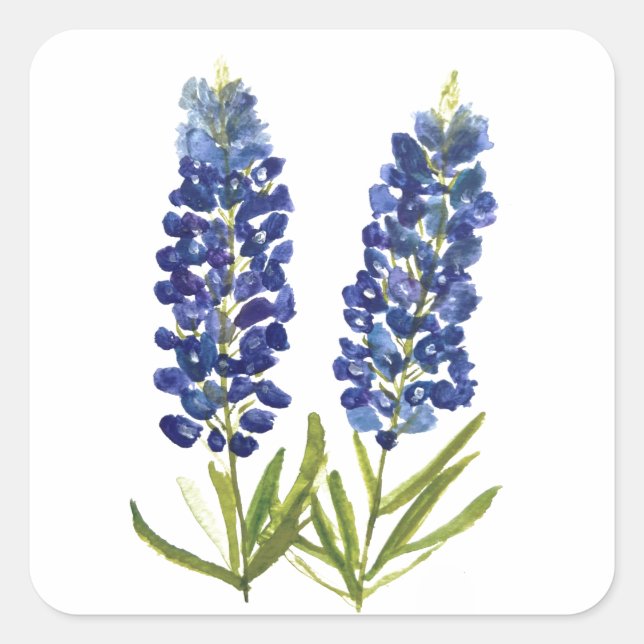 Adesivo Quadrado Bluebonnets Texas State Flowers Lupine Watercolor (Frente)