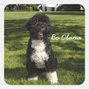 Adesivo Quadrado Bo Obama