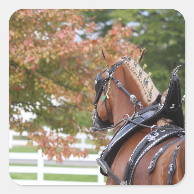 Adesivo Quadrado Boas vinhetas de cavalos belgas (Frente)