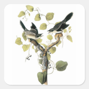 Adesivo Quadrado Boba Shrike por Audubon