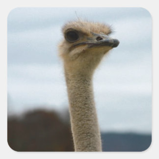 Adesivo Quadrado Bobo Pássaro Foto Ostrich Face Cabeça Fechada