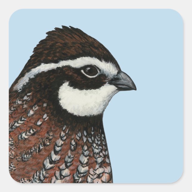 Adesivo Quadrado Bobwhite Quail Head (Frente)