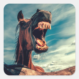 Adesivo Quadrado Boca do Cavalo Dentes Próximos de Cavalo Selvagem