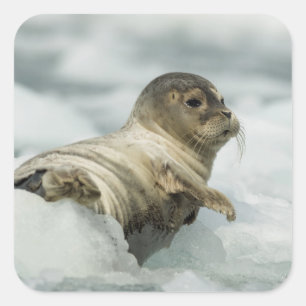 Adesivo Quadrado Boca Doce