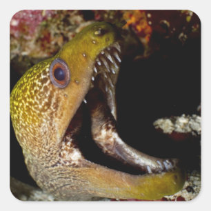 Adesivo Quadrado Boca intimidante de Yellowmargin