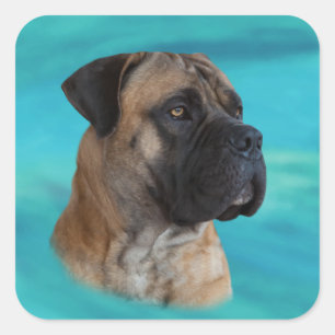 Adesivo Quadrado Boerboel - Mastiff Sul-Africano