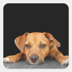 Adesivo Quadrado Bom Cachorro