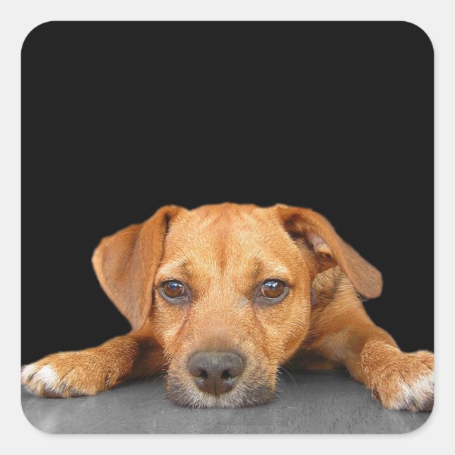 Adesivo Quadrado Bom Cachorro (Frente)