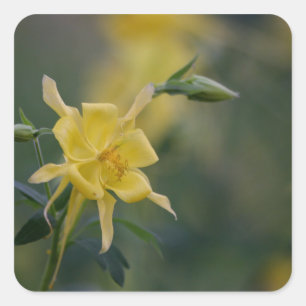 Adesivo Quadrado Bom dia flores amarelas