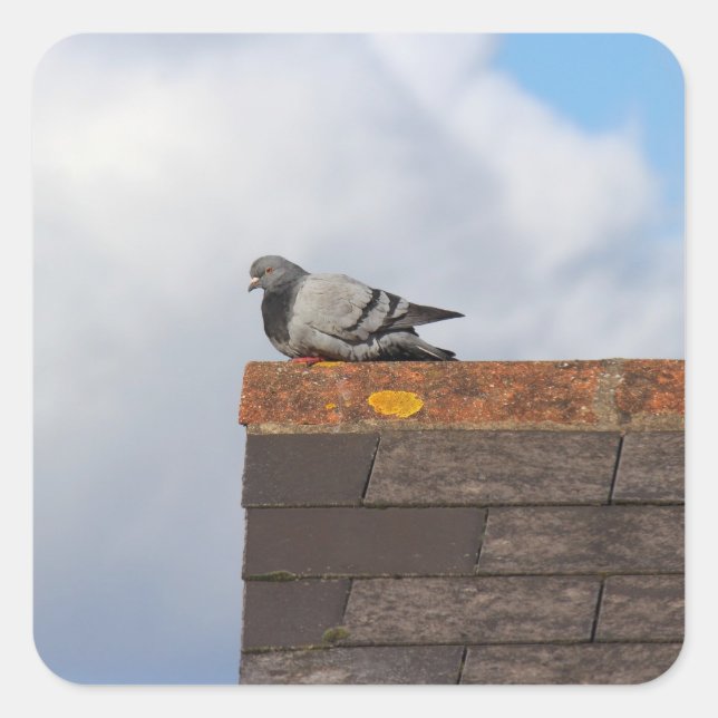 Adesivo Quadrado Bom dia, pombo (Frente)