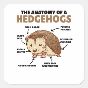 Adesivo Quadrado Bonita Explicação De Hedgehog Anatomia De Hedgeh