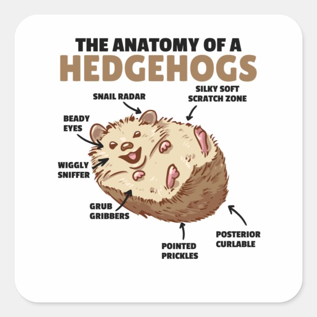 Adesivo Quadrado Bonita Explicação De Hedgehog Anatomia De Hedgehog (Frente)