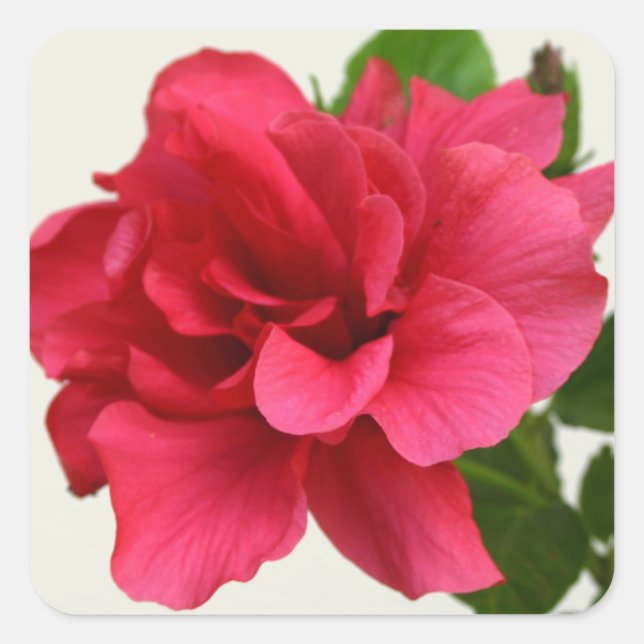 Adesivo Quadrado Bonito a rosa - Vinheta (Frente)