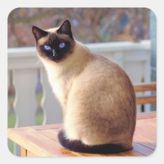 Adesivo Quadrado Bonito Gato Siamês com Olhos Azuis
