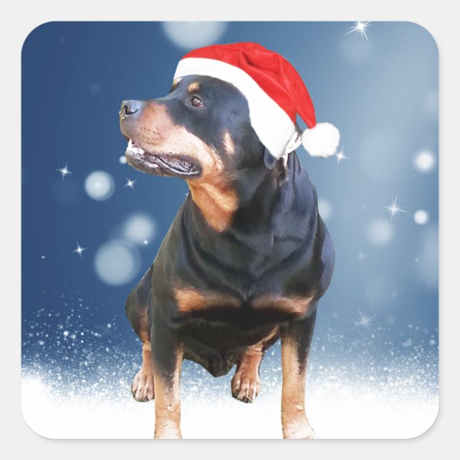 Adesivo Quadrado Bonito Rottweiler Cachorro Natal Santa Hat Estrela (Frente)