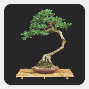 Adesivo Quadrado Bonsai Tree Sticker