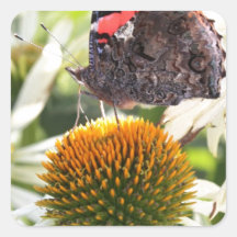 Borboleta Almirante na Flor