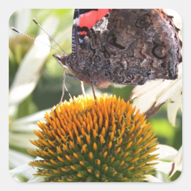 Adesivo Quadrado Borboleta Almirante na Flor (Frente)