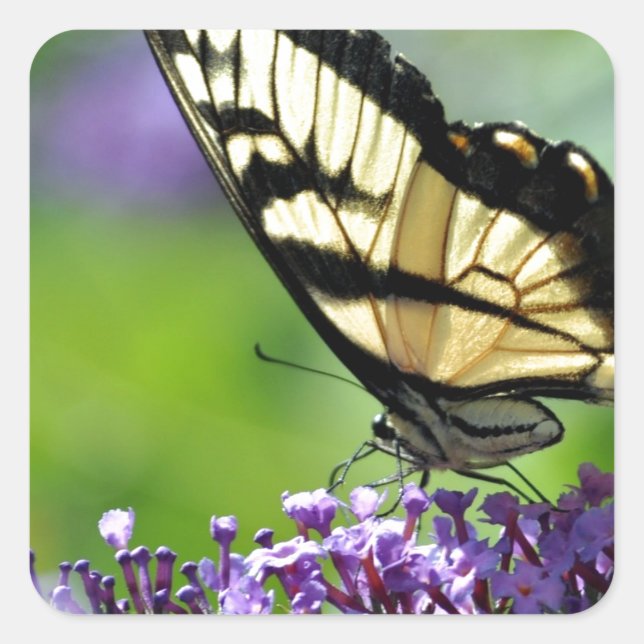 Adesivo Quadrado Borboleta amarela e preta na Lavanda (Frente)