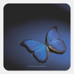 Adesivo Quadrado Borboleta azul