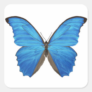 Adesivo Quadrado Borboleta azul de Morpho