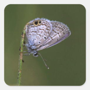 Adesivo Quadrado Borboleta Azul Marinha