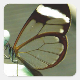 Adesivo Quadrado Borboleta-branca-castanha e borboleta-branca-trans