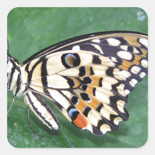 Adesivo Quadrado Borboleta branca e preta amarela na folha (Frente)