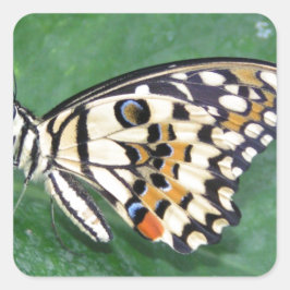 Adesivo Quadrado Borboleta branca e preta amarela na folha