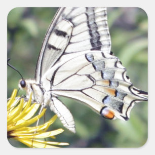 Adesivo Quadrado Borboleta branca e preta na flor amarela