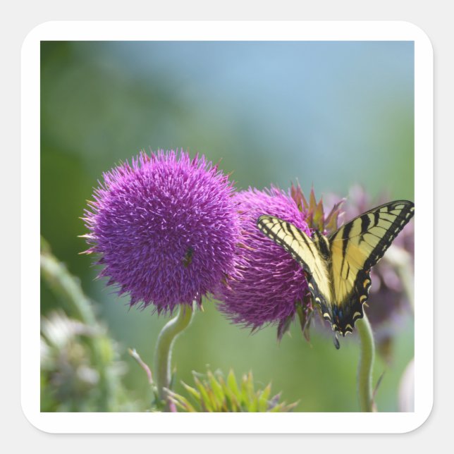 Adesivo Quadrado Borboleta da Cauda Yello Swallow (Frente)