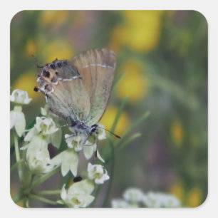 Adesivo Quadrado borboleta de chumbo em uma flor