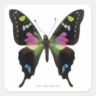 Adesivo Quadrado Borboleta de Graphium