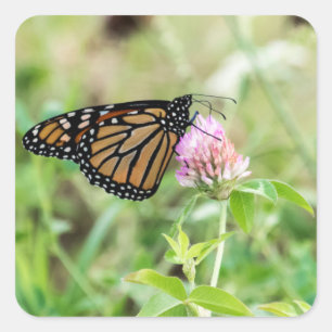 Adesivo Quadrado Borboleta de monarca