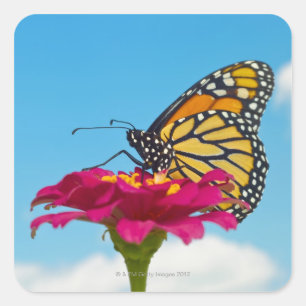 Adesivo Quadrado Borboleta de monarca em uma flor