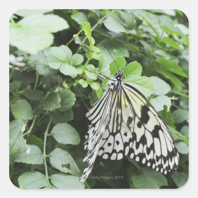 Adesivo Quadrado Borboleta de Papagaio (Idea leuconoe) na vinha, (Frente)