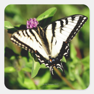Adesivo Quadrado Borboleta de Swallowtail do tigre. Papilio glacus.
