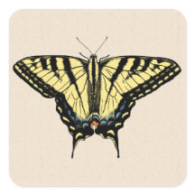 Borboleta-do-sudoeste