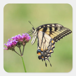 Adesivo Quadrado Borboleta do Swallowtail do Tigre Oriental