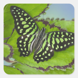 Adesivo Quadrado Borboleta em verde