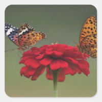 Borboleta Fritilar (Argyreus hyperbius) em 2
