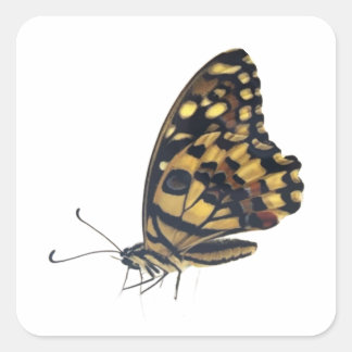 Adesivo Quadrado Borboleta grande,