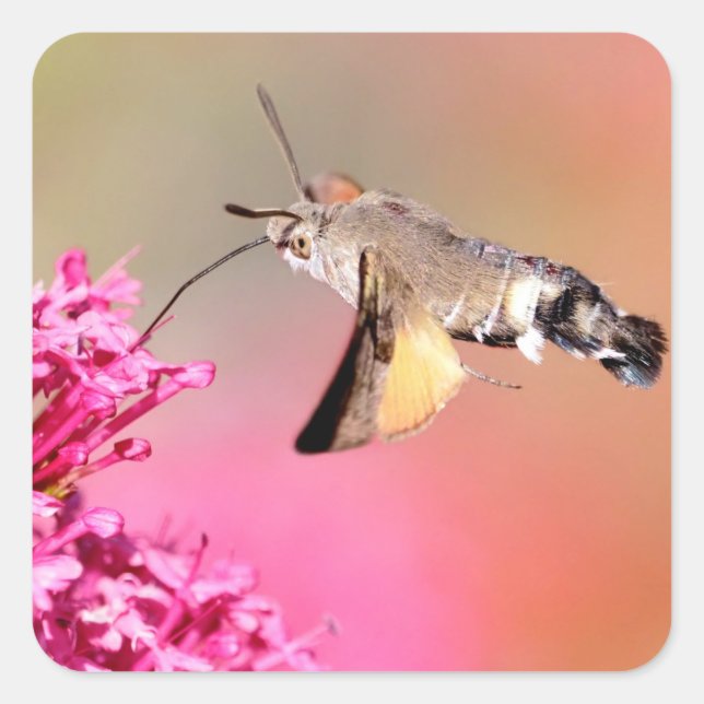 Adesivo Quadrado Borboleta Hawk-moth Hummingbird em voo (Frente)
