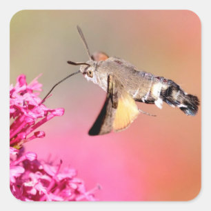 Adesivo Quadrado Borboleta Hawk-moth Hummingbird em voo